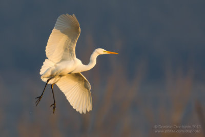 Great White Egret (Casmerodius albus)