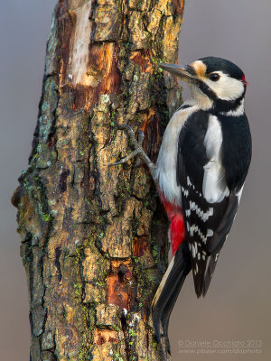 Great Spotted Woodpecker (Dendrocopos major)