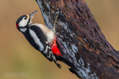 Great Spotted Woodpecker (Dendrocopos major)