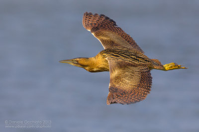 Great Bittern (Botaurus stellaris)