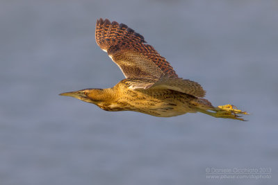 Great Bittern (Botaurus stellaris)