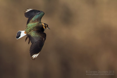 Northern Lapwing (Vanellus vanellus)