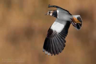 Northern Lapwing (Vanellus vanellus)