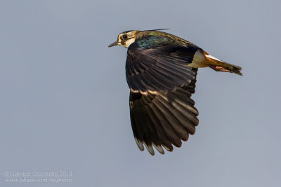 Northern Lapwing (Vanellus vanellus)