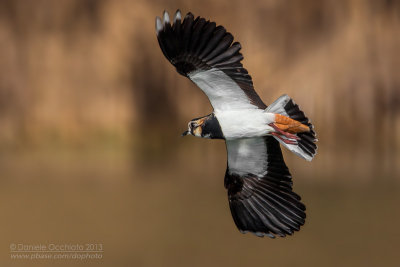 Northern Lapwing (Vanellus vanellus)