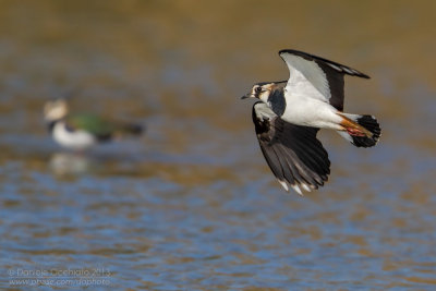 Northern Lapwing (Vanellus vanellus)