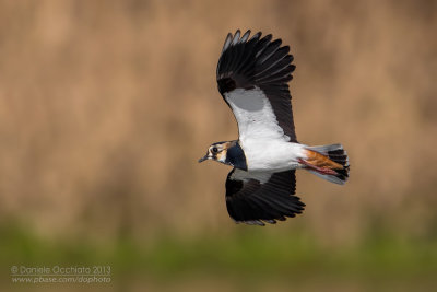 Northern Lapwing (Vanellus vanellus)