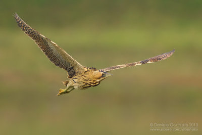 Great Bittern (Botaurus stellaris)