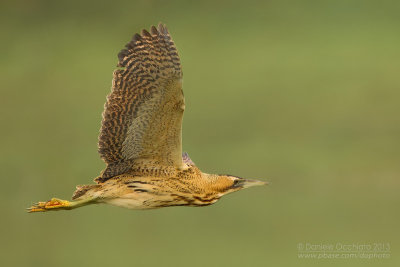 Great Bittern (Botaurus stellaris)