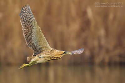 Great Bittern (Botaurus stellaris)
