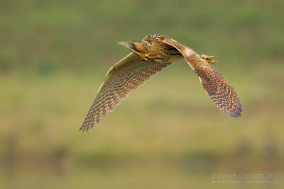 Great Bittern (Botaurus stellaris)