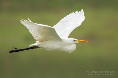 Great White Egret (Casmerodius albus)