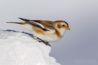 Snow Bunting (Plectrophenax nivalis)