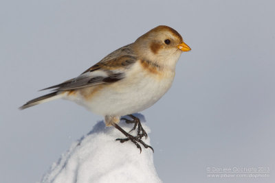 Snow Bunting (Plectrophenax nivalis)