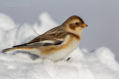 Snow Bunting (Plectrophenax nivalis)