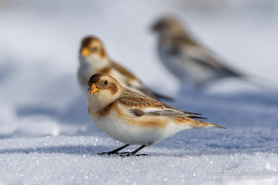 Snow Bunting (Plectrophenax nivalis)