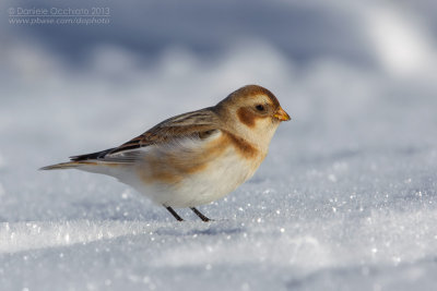 Snow Bunting (Plectrophenax nivalis)