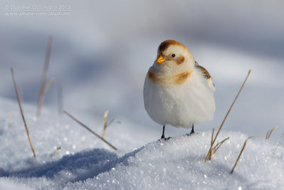 Snow Bunting (Plectrophenax nivalis)