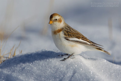 Snow Bunting (Plectrophenax nivalis)