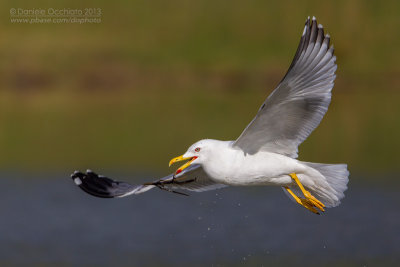 Yellow-legged Gull (Larus michahellis)