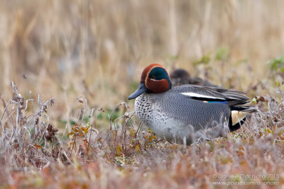 Eurasian Teal (Anas crecca)