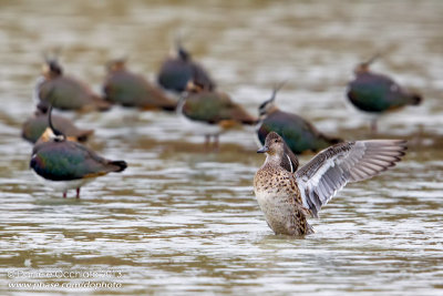 Eurasian Teal (Anas crecca)
