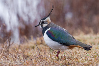 Northern Lapwing (Vanellus vanellus)