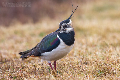 Northern Lapwing (Vanellus vanellus)