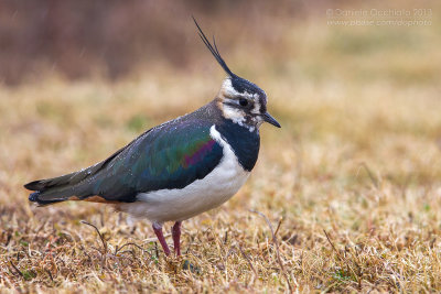 Northern Lapwing (Vanellus vanellus)