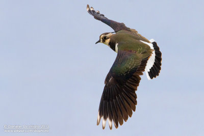 Northern Lapwing (Vanellus vanellus)