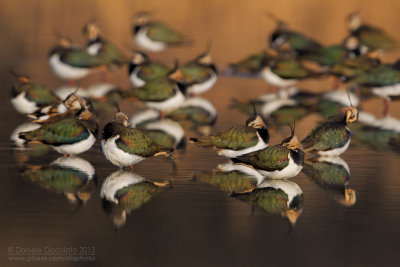 Northern Lapwing (Vanellus vanellus)