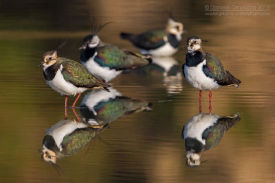 Northern Lapwing (Vanellus vanellus)