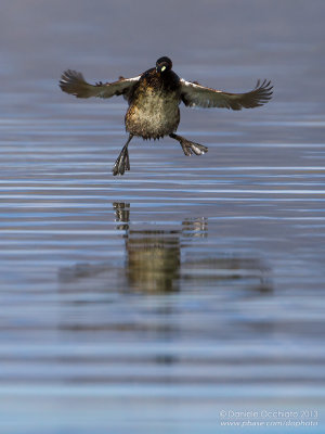 Little Grebe (Tachybaptus ruficollis)