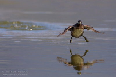 Little Grebe (Tachybaptus ruficollis)