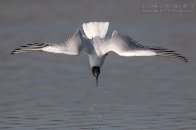 Common Black-headed Gull (Croicocephalus ridibundus)