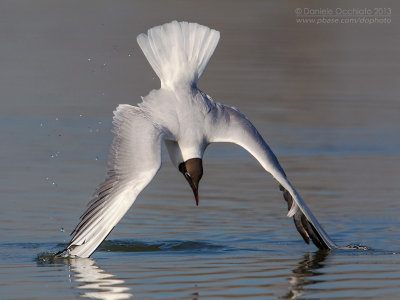 Common Black-headed Gull (Croicocephalus ridibundus)