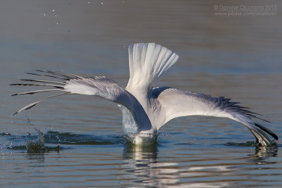 Common Black-headed Gull (Croicocephalus ridibundus)