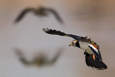 Northern Lapwing (Vanellus vanellus)
