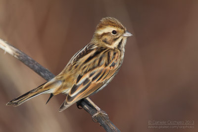 Reed Bunting (Emberiza schoeniclus)