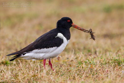 Oystercaycher (Haematopus ostralegus)