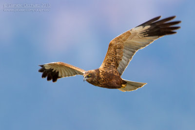 Marsh Harrier (Circus aeruginosus)