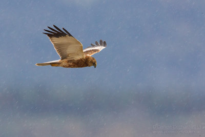 Marsh Harrier (Circus aeruginosus)