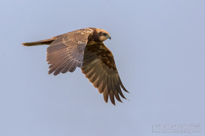 Marsh Harrier (Circus aeruginosus)