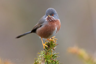 Dartford Warbler (Sylvia undata)