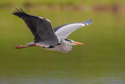 Grey Heron (Ardea cinerea)