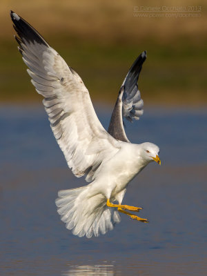 Yellow-legged Gull (Larus michahellis)