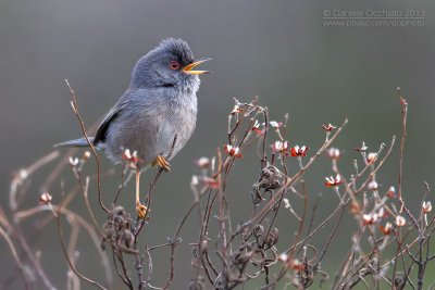 Marmora's Warbler (Sylvia sarda)