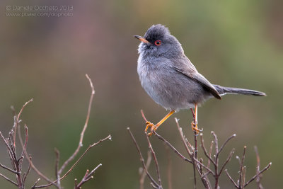 Marmora's Warbler (Sylvia sarda)