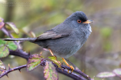 Marmora's Warbler (Sylvia sarda)