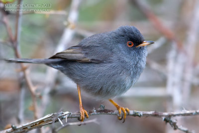 Marmora's Warbler (Sylvia sarda)